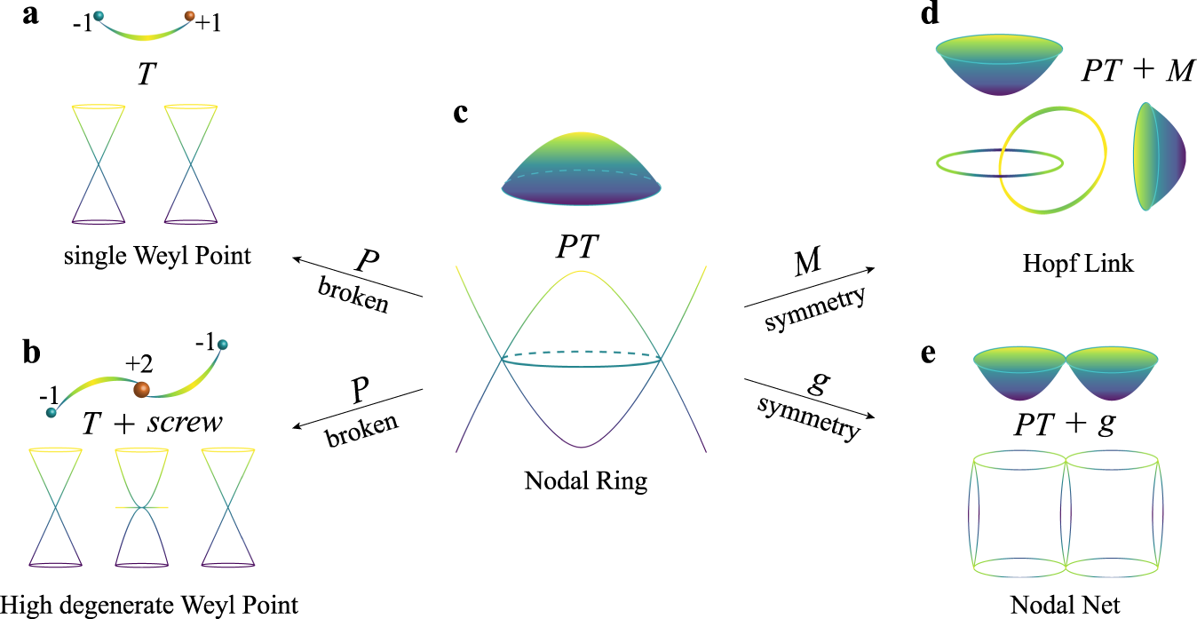 Taxonomy connecting Weyl phonons, a nodal ring, a Hopf link, and a nodal net